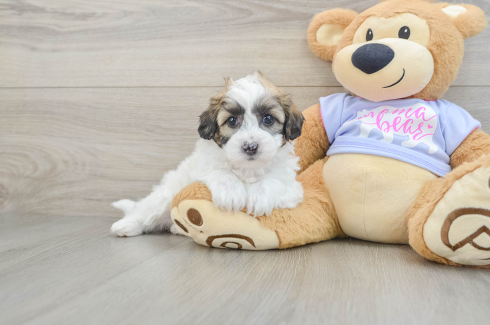 5 week old Teddy Bear Puppy For Sale - Pilesgrove Pups