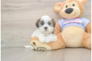 Little Shichon Designer Puppy