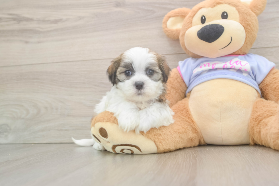 Little Shichon Designer Puppy