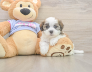6 week old Teddy Bear Puppy For Sale - Pilesgrove Pups