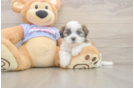 Sweet Teddy Bear Baby