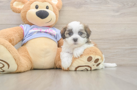 Sweet Teddy Bear Baby