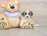 5 week old Teddy Bear Puppy For Sale - Pilesgrove Pups