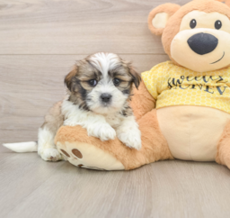 6 week old Teddy Bear Puppy For Sale - Pilesgrove Pups