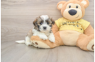 Fluffy Teddy Bear Designer Pup