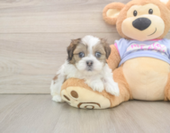 6 week old Teddy Bear Puppy For Sale - Pilesgrove Pups