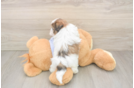 Teddy Bear Pup Being Cute