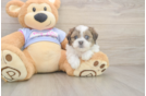 Teddy Bear Pup Being Cute