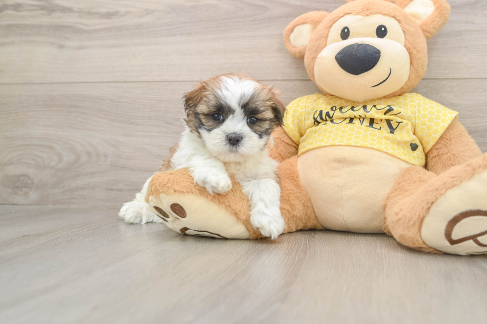 Happy Teddy Bear Baby