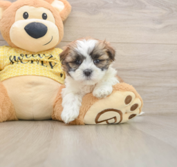6 week old Teddy Bear Puppy For Sale - Pilesgrove Pups