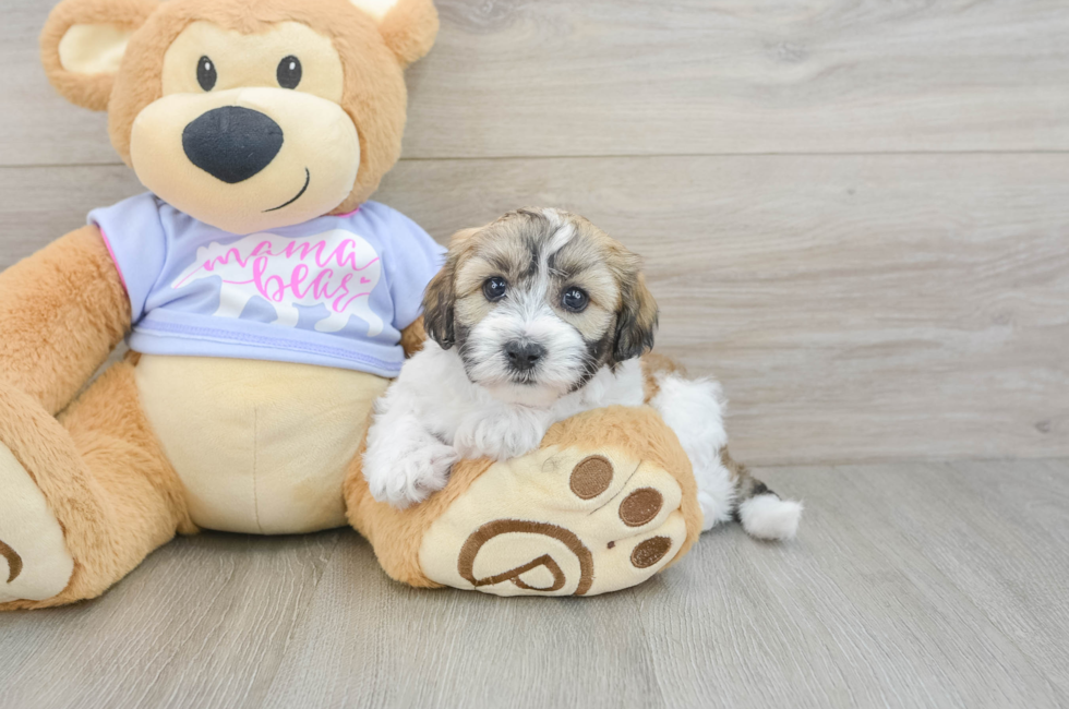 5 week old Teddy Bear Puppy For Sale - Pilesgrove Pups