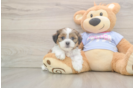 Teddy Bear Puppy for Adoption