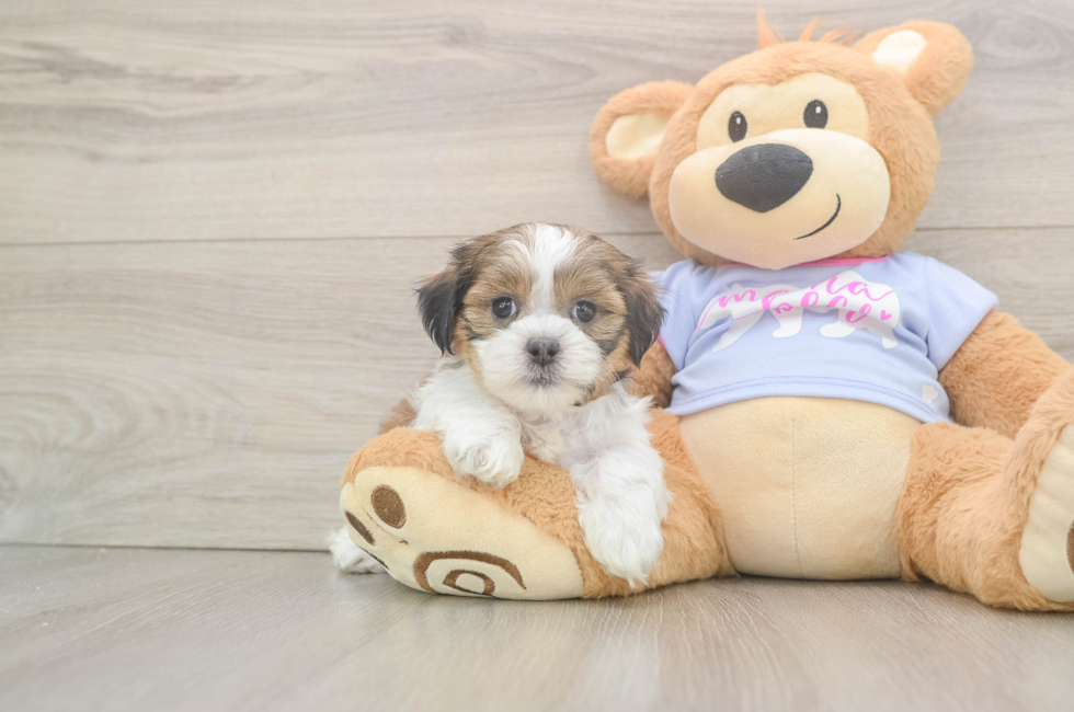5 week old Teddy Bear Puppy For Sale - Pilesgrove Pups