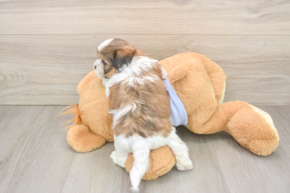 Teddy Bear Pup Being Cute