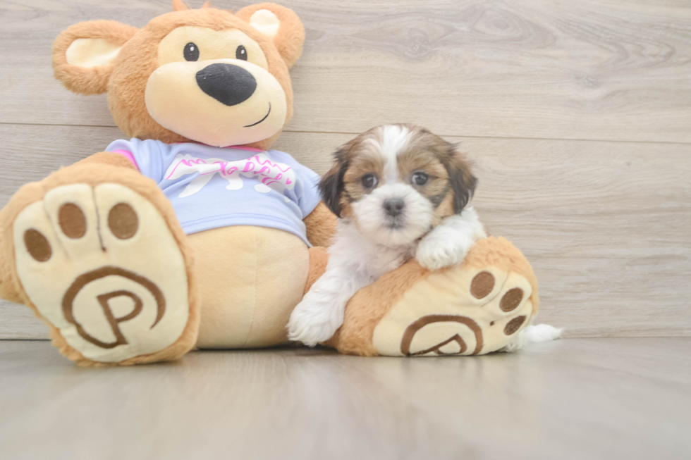 Friendly Teddy Bear Baby
