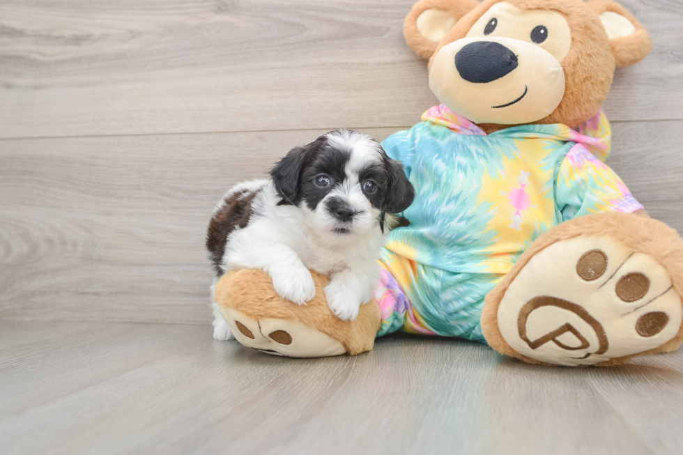 Fluffy Teddy Bear Designer Pup