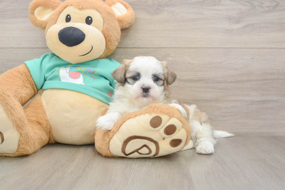 Friendly Teddy Bear Baby