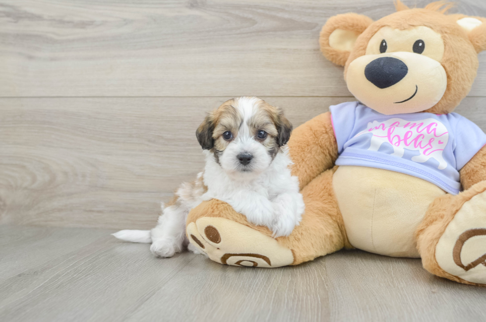 5 week old Teddy Bear Puppy For Sale - Pilesgrove Pups