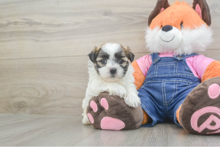 Best Teddy Bear Baby