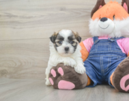 6 week old Teddy Bear Puppy For Sale - Pilesgrove Pups