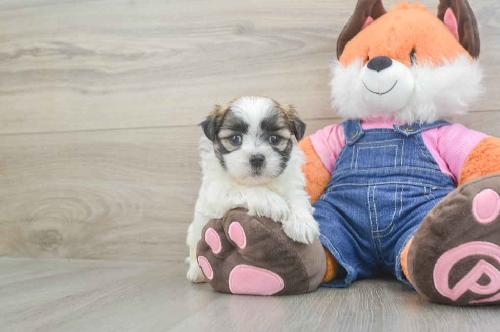 5 week old Teddy Bear Puppy For Sale - Pilesgrove Pups