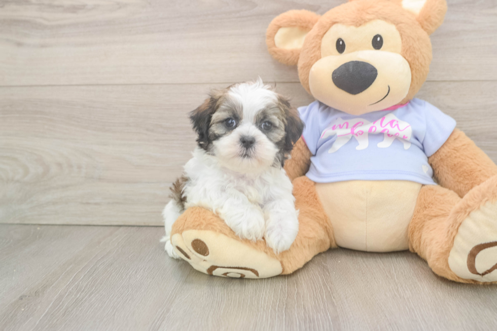 Teddy Bear Pup Being Cute