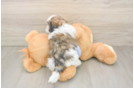 Playful Shit Designer Puppy