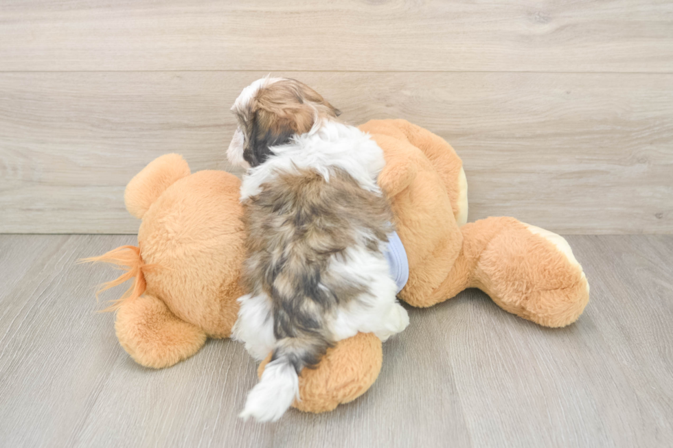 Playful Shit Designer Puppy