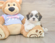6 week old Teddy Bear Puppy For Sale - Pilesgrove Pups