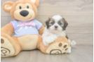 Energetic Shichon Designer Puppy