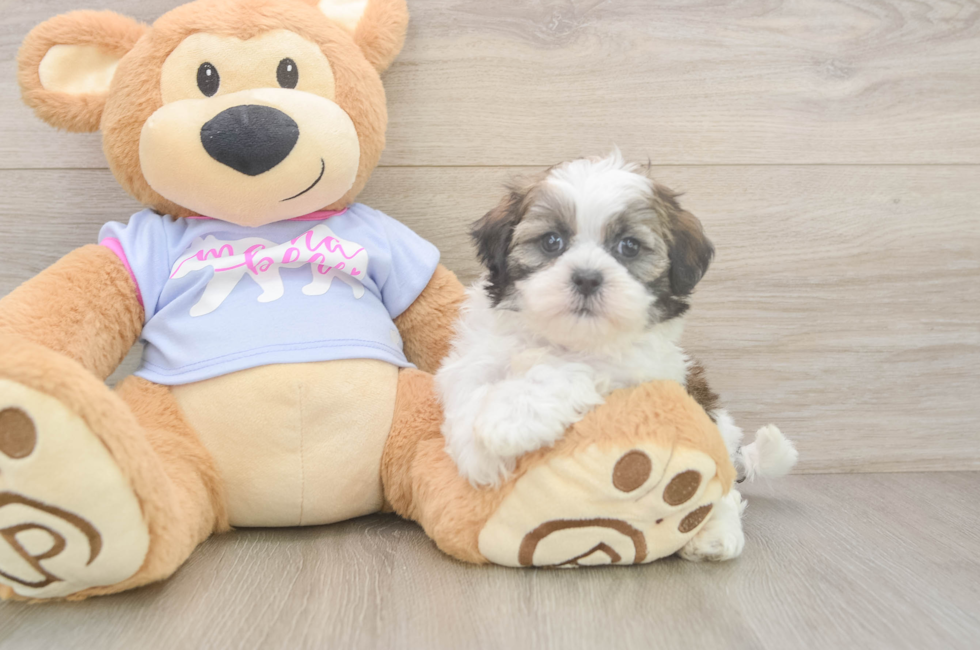 5 week old Teddy Bear Puppy For Sale - Pilesgrove Pups
