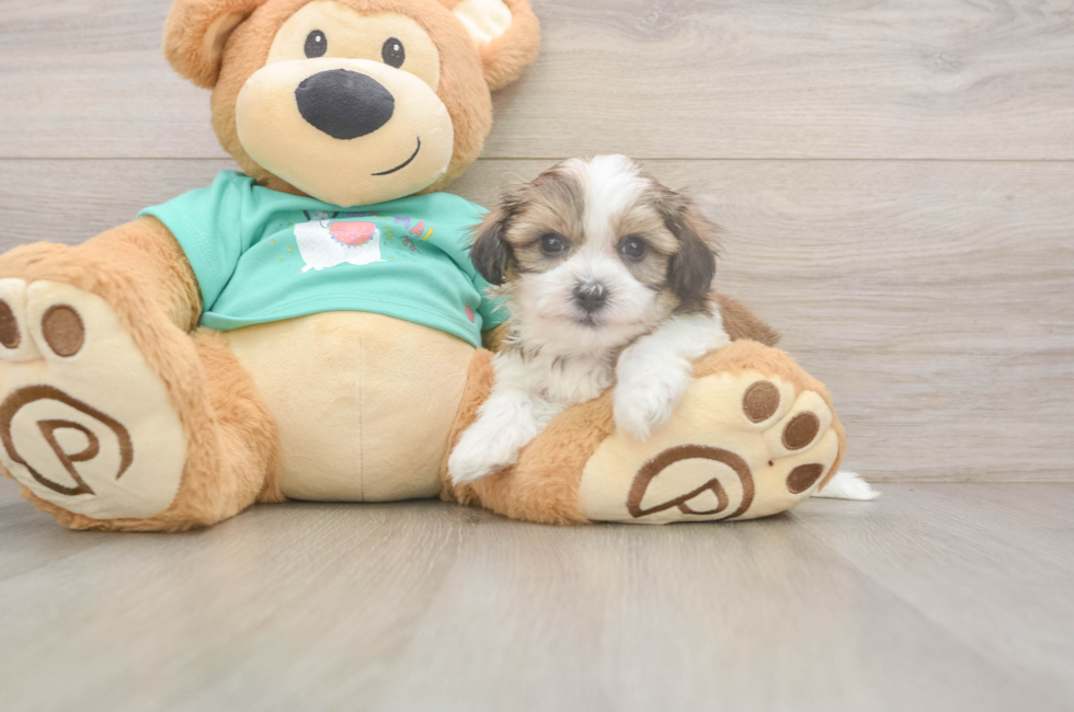 7 week old Teddy Bear Puppy For Sale - Pilesgrove Pups
