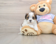 5 week old Teddy Bear Puppy For Sale - Pilesgrove Pups