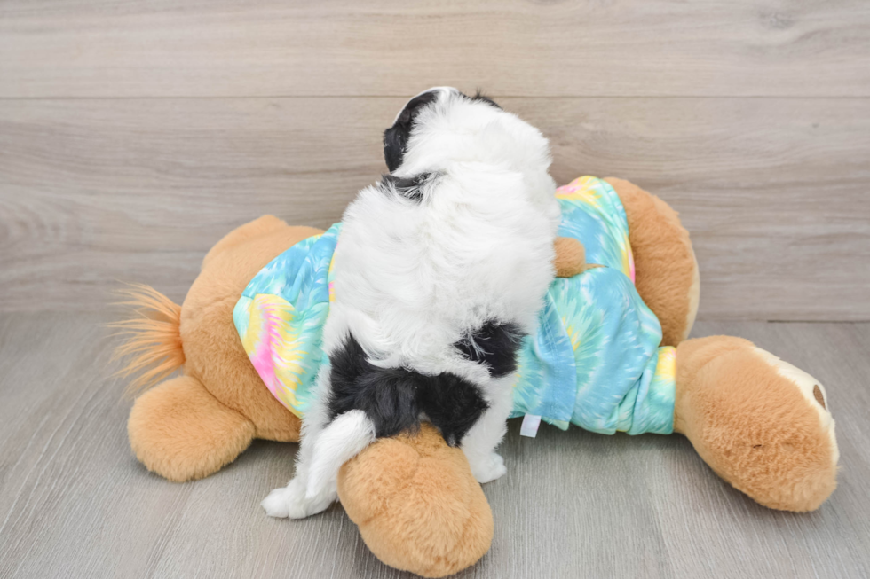 Cute Teddy Bear Baby