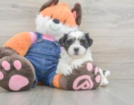 7 week old Teddy Bear Puppy For Sale - Pilesgrove Pups