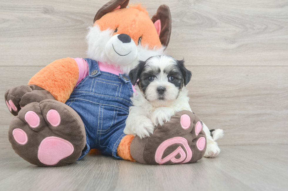 5 week old Teddy Bear Puppy For Sale - Pilesgrove Pups