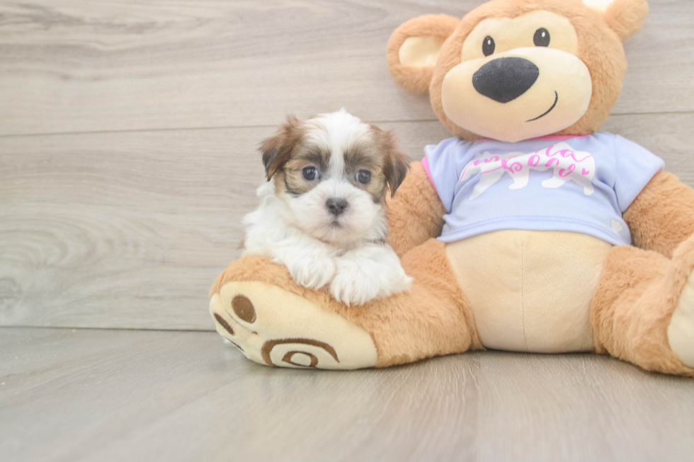 Best Teddy Bear Baby