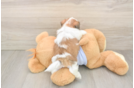 Best Teddy Bear Baby