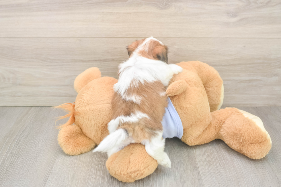 Best Teddy Bear Baby