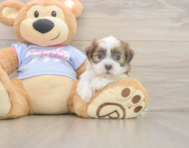 7 week old Teddy Bear Puppy For Sale - Pilesgrove Pups