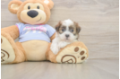 Petite Teddy Bear Designer Pup