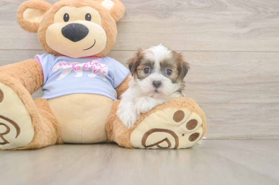 5 week old Teddy Bear Puppy For Sale - Pilesgrove Pups