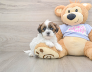 5 week old Teddy Bear Puppy For Sale - Pilesgrove Pups