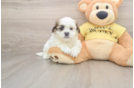 Best Teddy Bear Baby