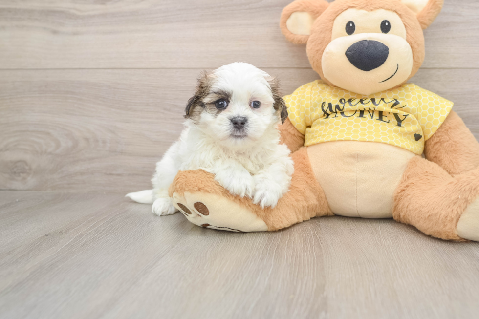 Best Teddy Bear Baby