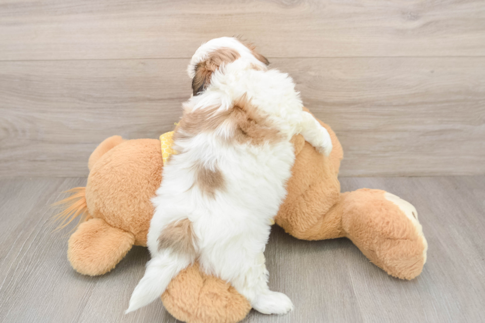 Best Teddy Bear Baby