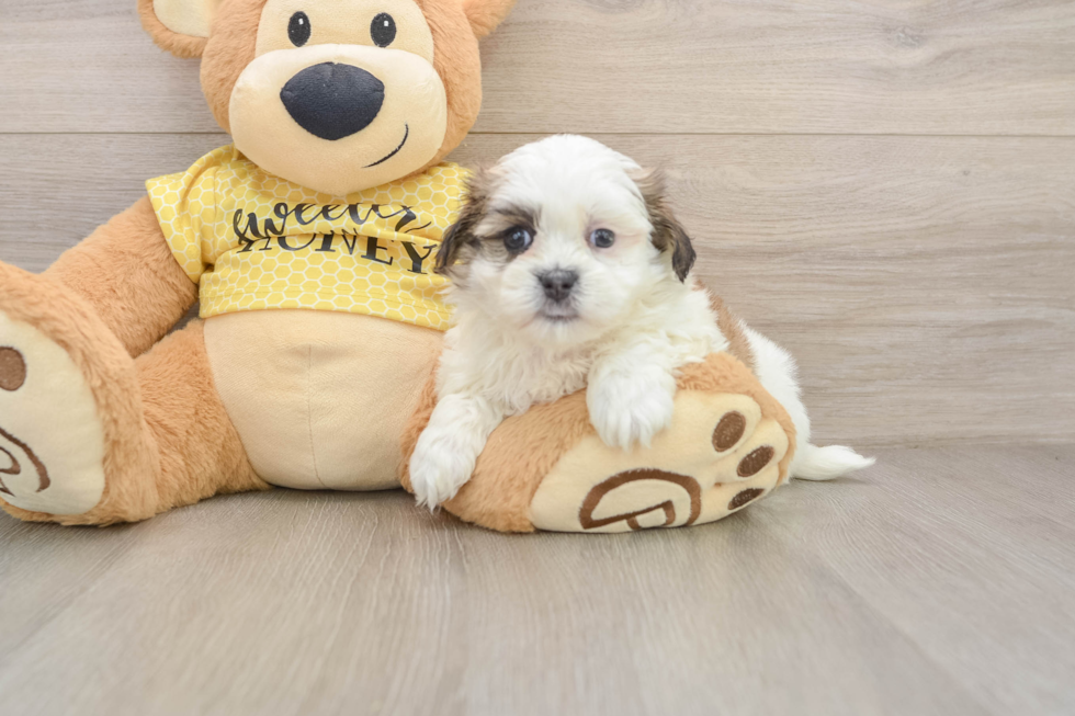 Little Shichon Designer Puppy
