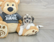 7 week old Teddy Bear Puppy For Sale - Pilesgrove Pups