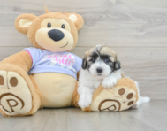 8 week old Teddy Bear Puppy For Sale - Pilesgrove Pups