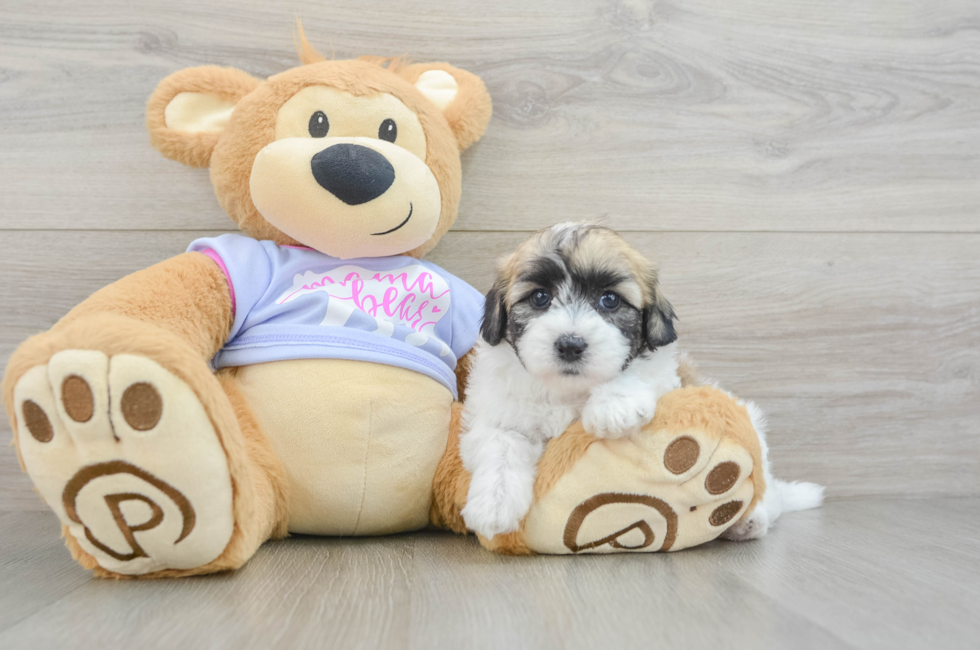 5 week old Teddy Bear Puppy For Sale - Pilesgrove Pups